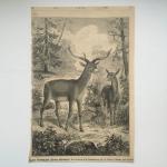 Дореволюционная иллюстрация 1888  из журнала Нива, Беломордый олень
