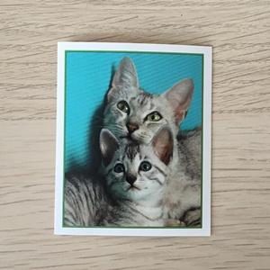 Наклейка для альбома 1999 Merlin Приключения котят, Precious Kitties, номер 112