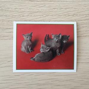 Наклейка для альбома 1999 Merlin Приключения котят, Precious Kitties, номер 107