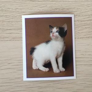 Наклейка для альбома 1999 Merlin Приключения котят, Precious Kitties, номер 105