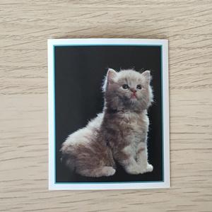 Наклейка для альбома 1999 Merlin Приключения котят, Precious Kitties, номер 91