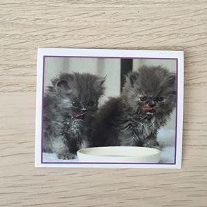 Наклейка для альбома 1999 Merlin Приключения котят, Precious Kitties, номер 69