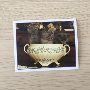 Наклейка для альбома 1999 Merlin Приключения котят, Precious Kitties, номер 60
