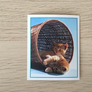Наклейка для альбома 1999 Merlin Приключения котят, Precious Kitties, номер 46