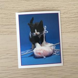 Наклейка для альбома 1999 Merlin Приключения котят, Precious Kitties, номер 39