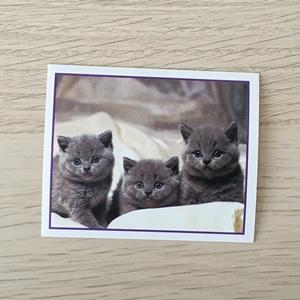Наклейка для альбома 1999 Merlin Приключения котят, Precious Kitties, номер 31
