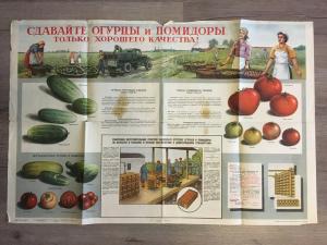 Плакат 1953  Сдавайте огурцы и помидоры