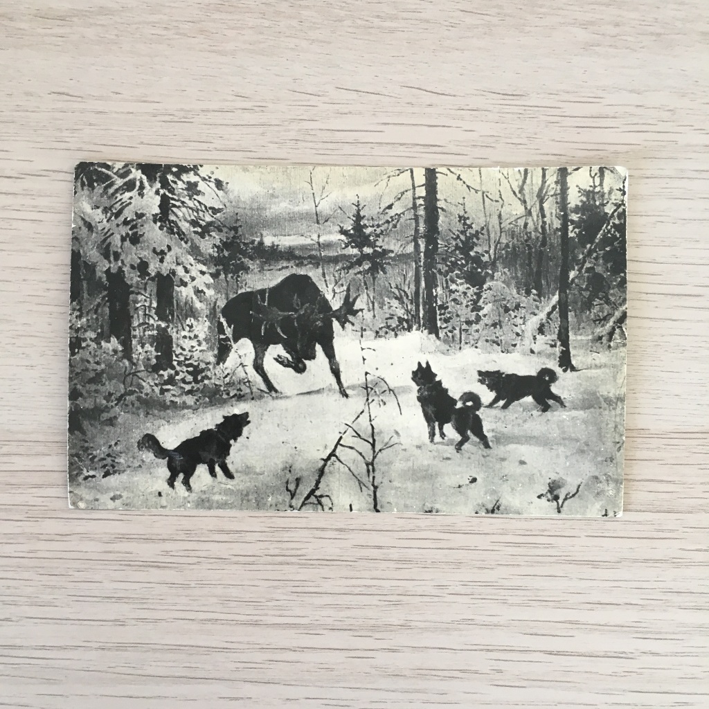 Почтовая карточка Зимняя охота на лося с собаками, 8,5х13,5 см. до 1917 |  Megacoin.ru
